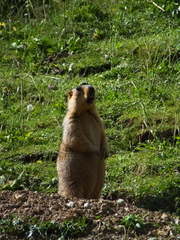 Marmota himalayana