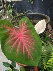 Caladium bicolor