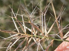 Aristida caput-medusae