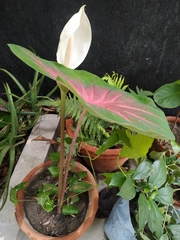 Caladium bicolor