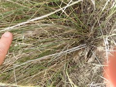 Aristida caput-medusae