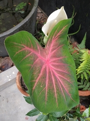 Caladium bicolor