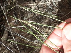 Aristida caput-medusae