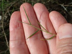 Aristida caput-medusae