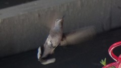 Selasphorus platycercus
