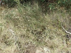 Aristida caput-medusae