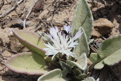 Centaurea pumilio