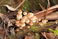 Mycena clarkeana