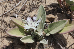 Centaurea pumilio