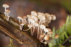 Mycena clarkeana