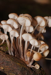 Mycena clarkeana