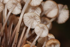 Mycena clarkeana