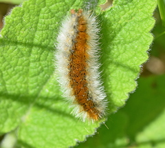 Diacrisia purpurata