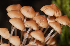 Mycena clarkeana