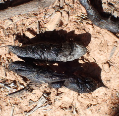 Herpestes pulverulentus