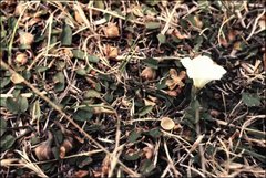 Convolvulus verecundus