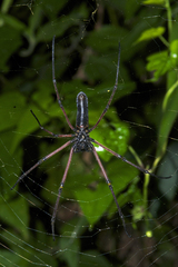 Nephila kuhli