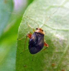 Halticus luteicollis