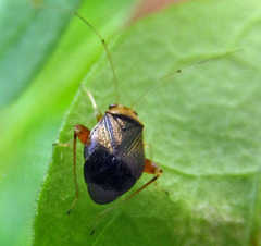 Halticus luteicollis