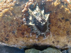 Scutellastra longicosta