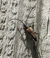 Trachysida mutabilis