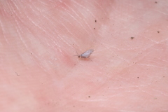 Coniopteryx