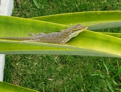 Anolis smaragdinus