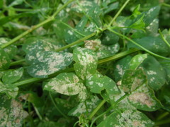 Halticus luteicollis