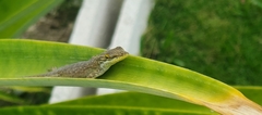 Anolis smaragdinus