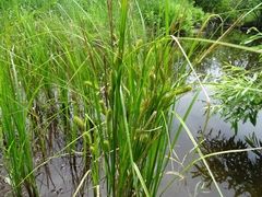 Carex vesicaria
