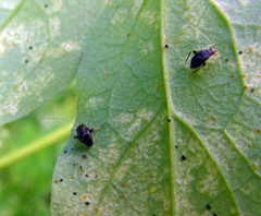 Halticus luteicollis