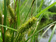 Carex vesicaria