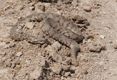 Montivipera xanthina