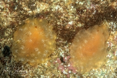 Doriopsilla peculiaris