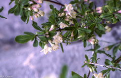 Lonicera pyrenaica