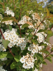 Spiraea trilobata