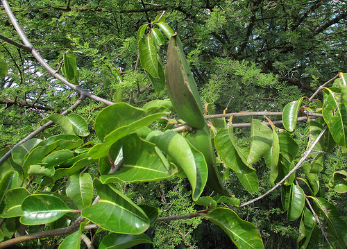 Cryptostegia grandiflora image