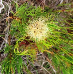 Pteronia tenuifolia