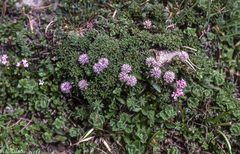 Globularia repens