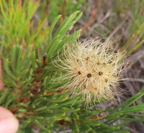 Image of Pteronia tenuifolia by (c) linkie, some rights reserved (CC BY)