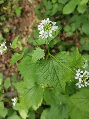 Alliaria petiolata