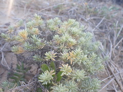 Helichrysum asperum