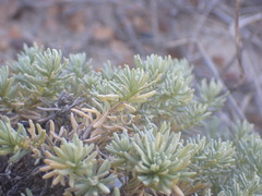 Helichrysum asperum