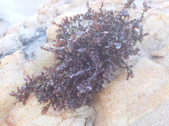 Gelidium pristoides