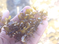 Sargassum incisifolium