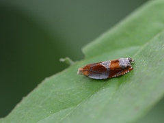 Ancylis apicana