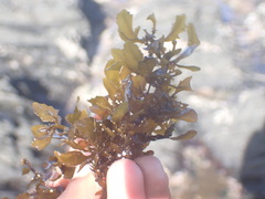 Sargassum incisifolium