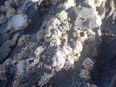 Chthamalus dentatus