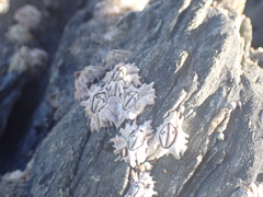 Chthamalus dentatus