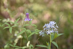 Amsonia illustris